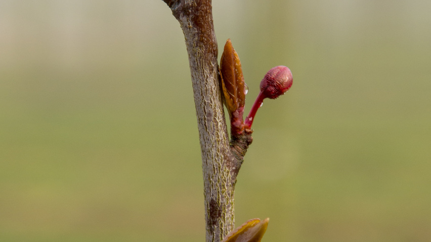 Prunus cerasifera 'Nigra' rameaux