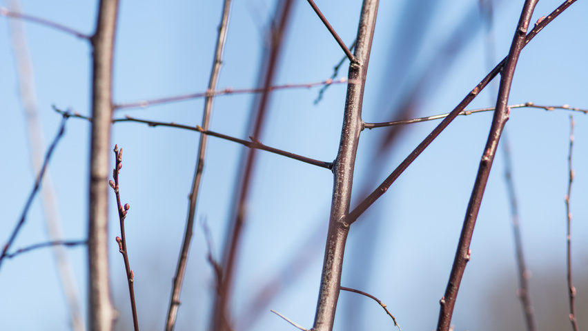Prunus cerasifera 'Nigra' rameaux