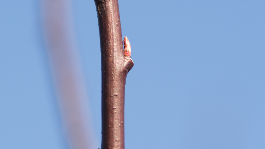 Prunus cerasifera 'Nigra' rameaux