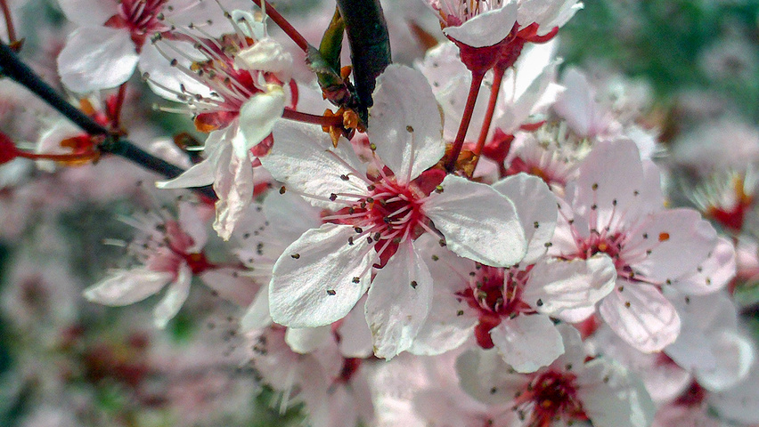 Prunus cerasifera 'Pissardii' Blumen