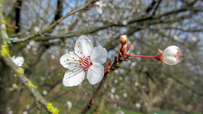 Prunus cerasifera 'Pissardii' Blumen