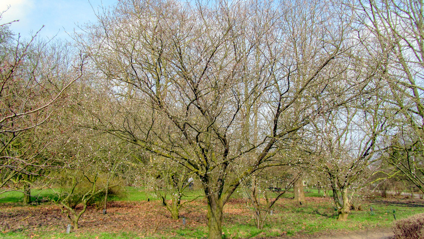 Prunus cerasifera 'Pissardii' halbstämmige