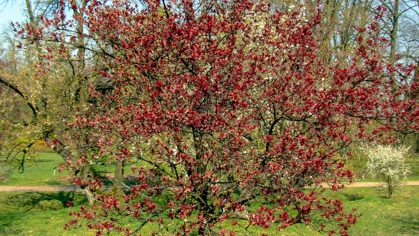 Prunus cerasifera 'Pissardii' halbstämmige