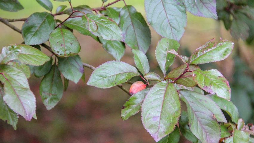 Prunus cerasifera 'Pissardii' Blatt