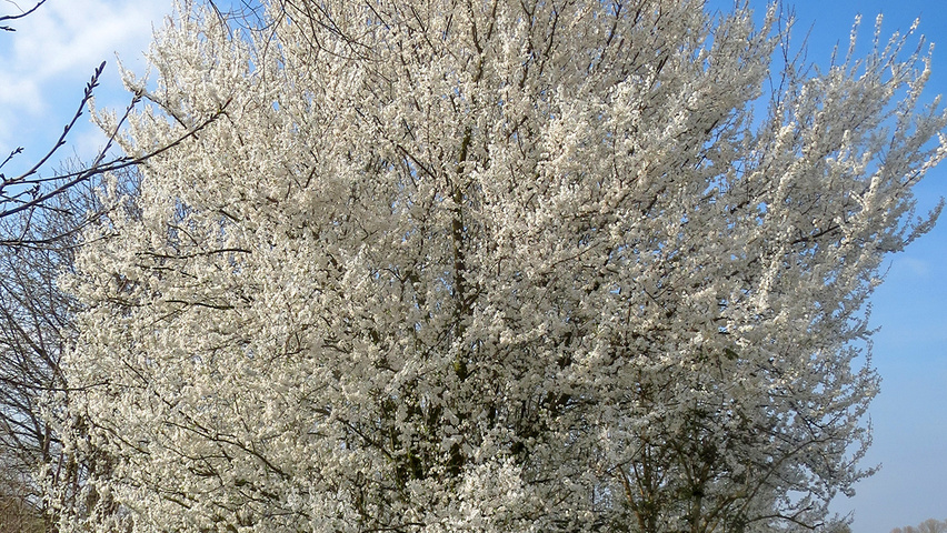 Prunus cerasifera solitary shrubs