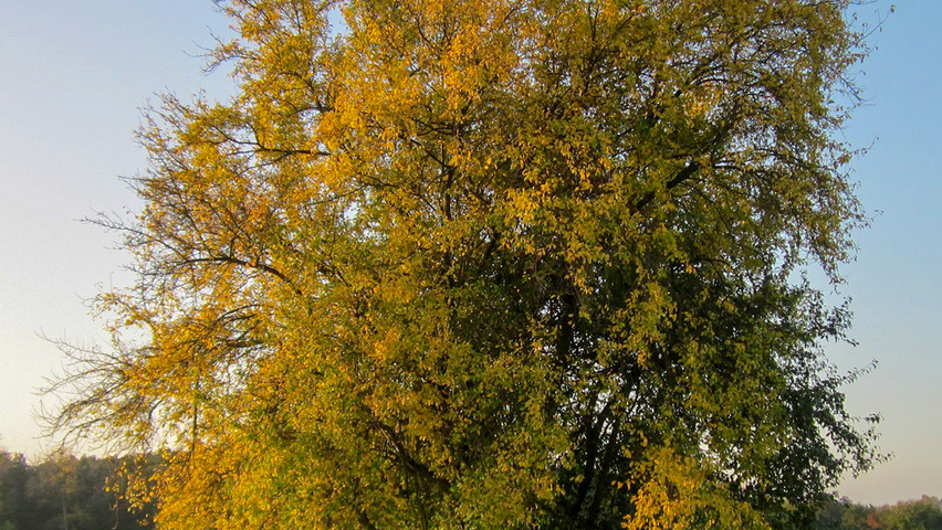 Prunus cerasifera solitary shrubs