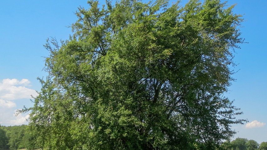 Prunus cerasifera solitary shrubs