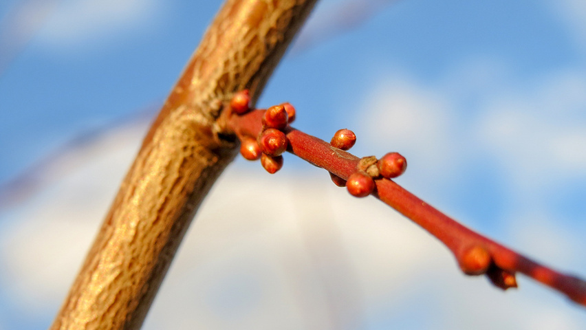 Prunus cerasifera twigs