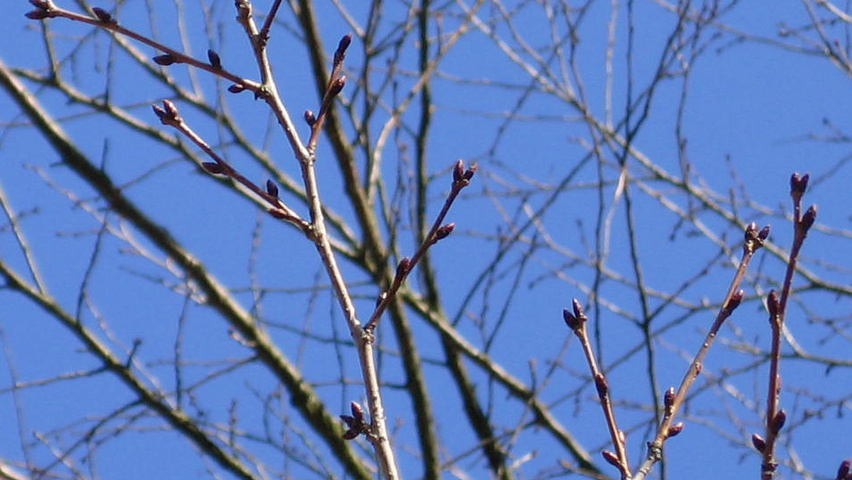Prunus cerasifera twigs