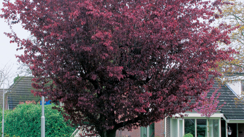 Prunus cerasifera 'Woodii' standard tree