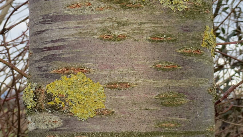 Prunus cerasus Rinden