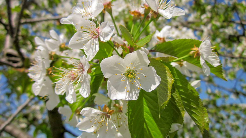 Prunus cerasus Blumen