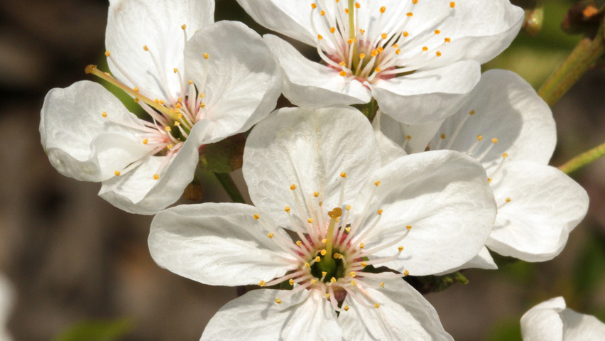 Prunus cerasus Blumen