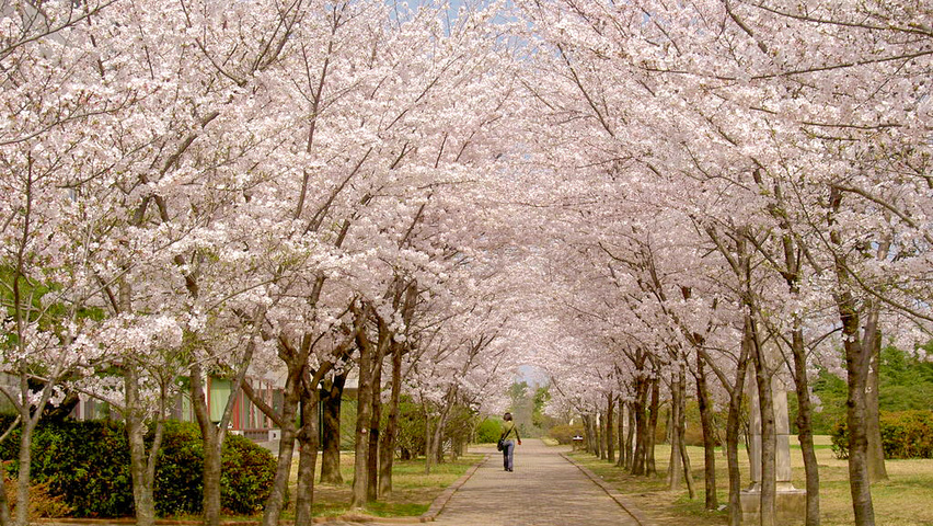 Prunus cerasus hochstämmig