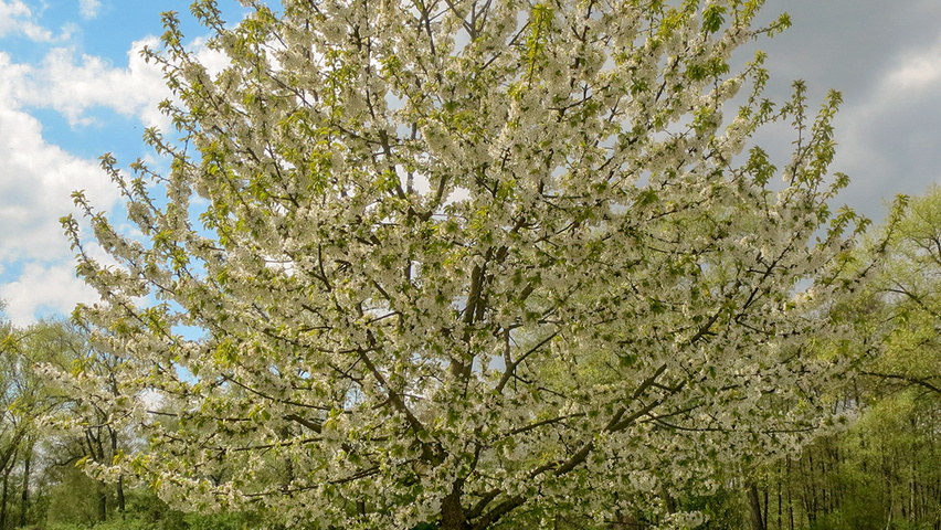 Prunus cerasus hochstämmig