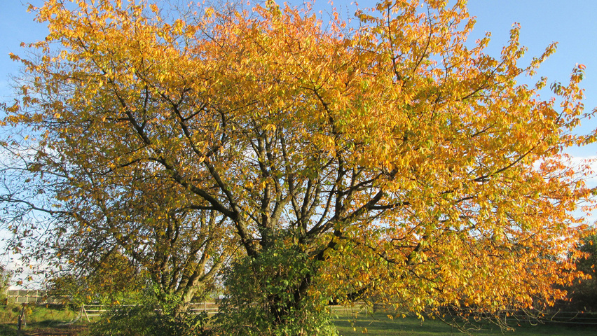 Prunus cerasus mehrstämmige