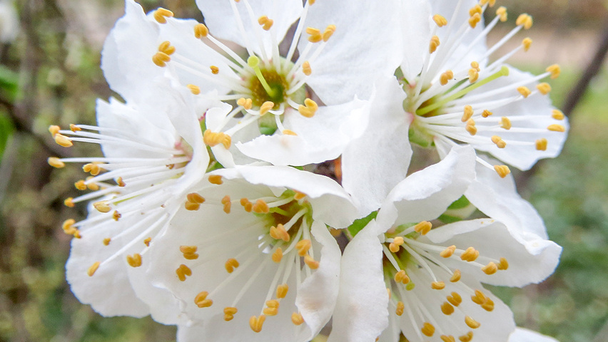 Prunus domestica flowers