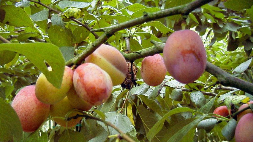 Prunus domestica fruits