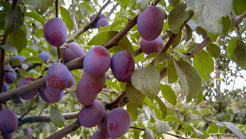 Prunus domestica fruits