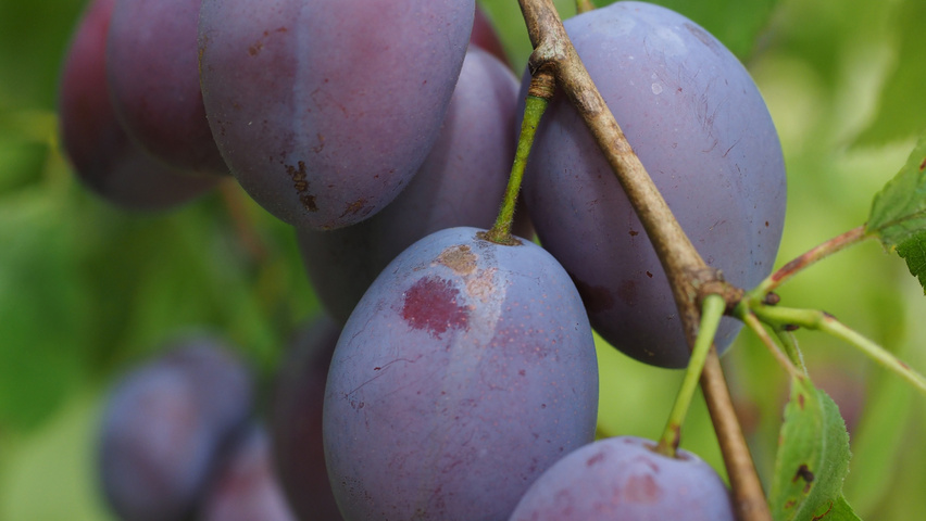 Prunus domestica fruits
