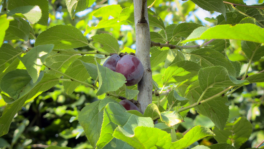 Prunus domestica 'Hauszwetsche' Frucht