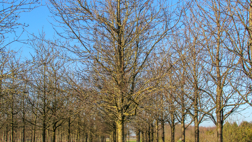 Prunus domestica 'Hauszwetsche' hochstämmig