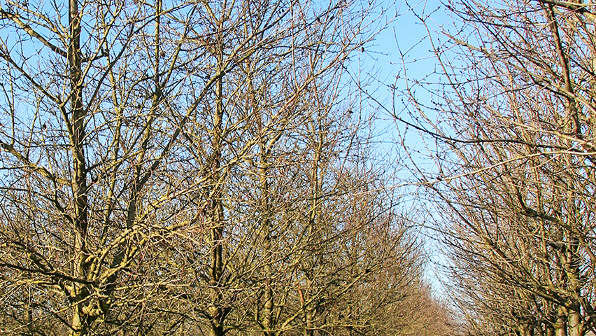 Prunus domestica 'Hauszwetsche' hochstämmig