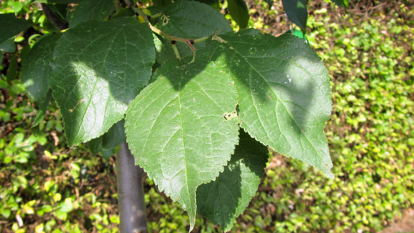 Prunus domestica 'Hauszwetsche' Blatt