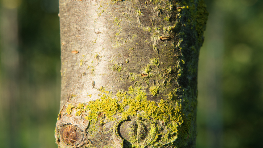 Prunus domestica 'Mirabelle de Nancy' Rinden