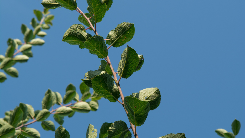 Prunus domestica 'Mirabelle de Nancy' Blatt