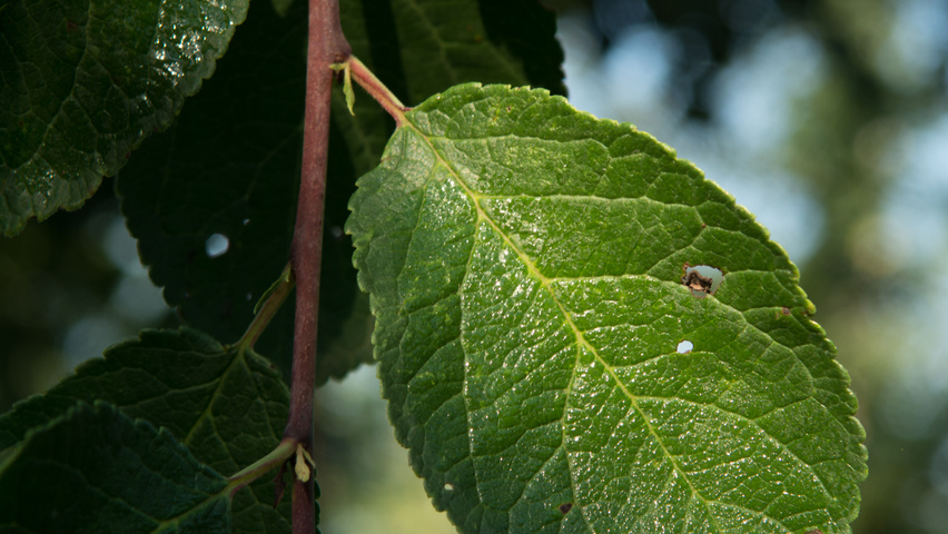 Prunus domestica 'Mirabelle de Nancy' Blatt