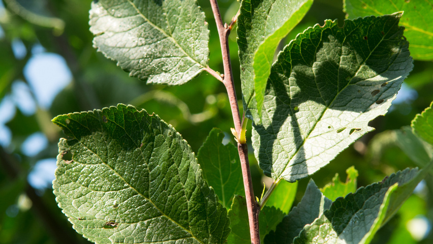 Prunus domestica 'Mirabelle de Nancy' Blatt