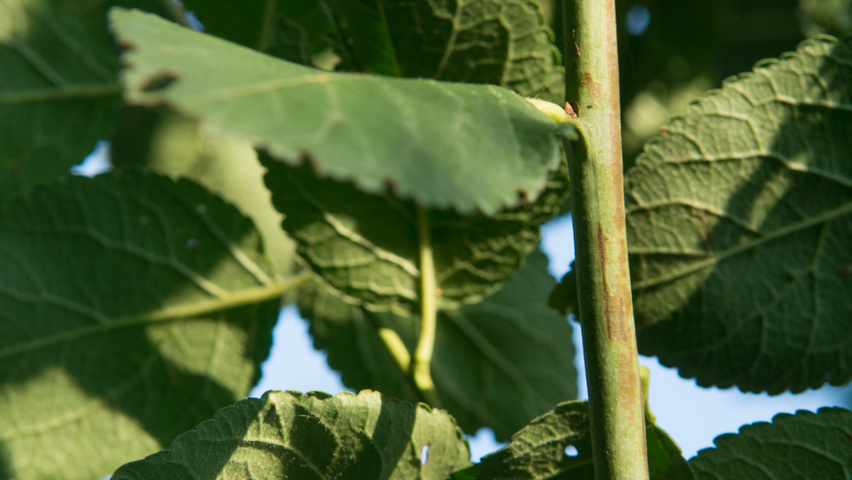 Prunus domestica 'Mirabelle de Nancy' Zweige