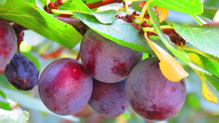 Prunus domestica 'Reine Claude d'Althan' Frucht