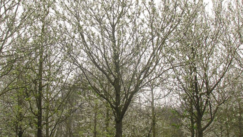 Prunus domestica 'Reine Claude d'Althan' hochstämmig