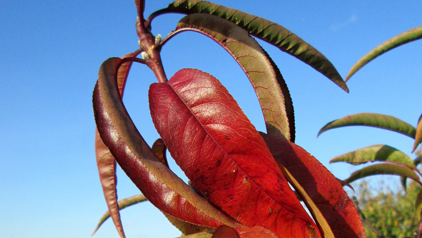 Prunus dulcis liście jesienią