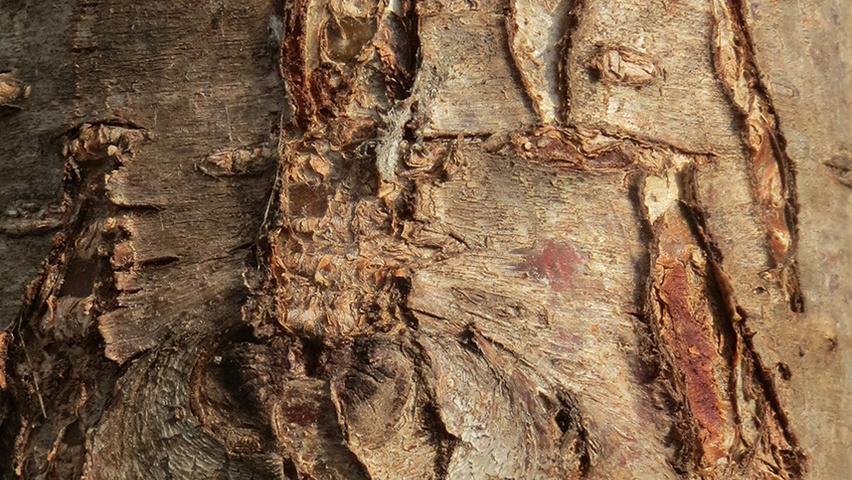 Prunus dulcis kora