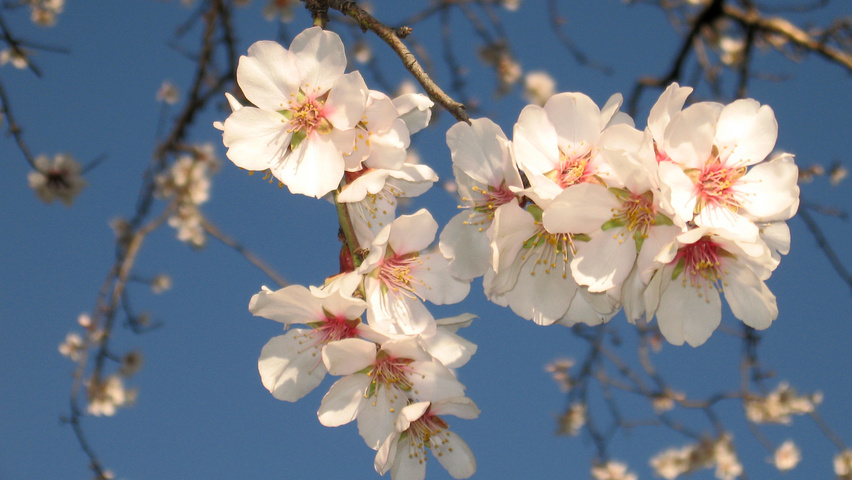 Prunus dulcis kwiaty