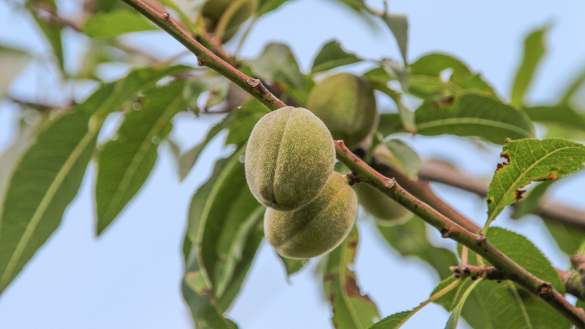 Prunus dulcis owoce