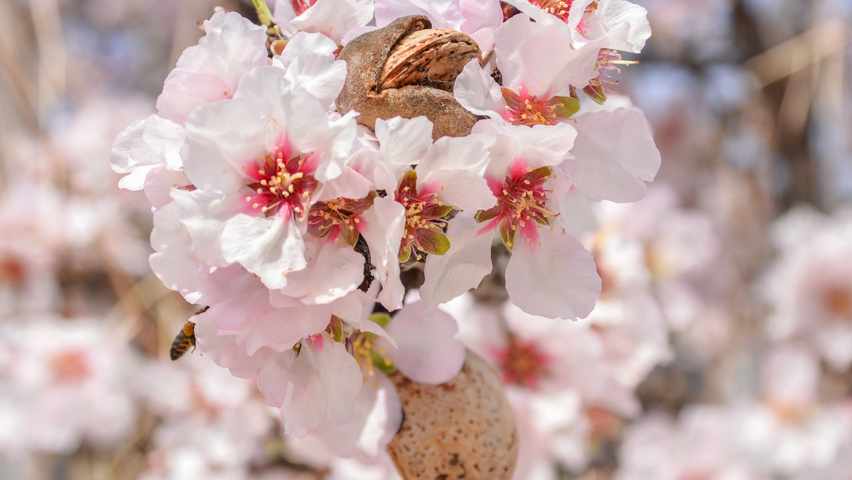 Prunus dulcis owoce