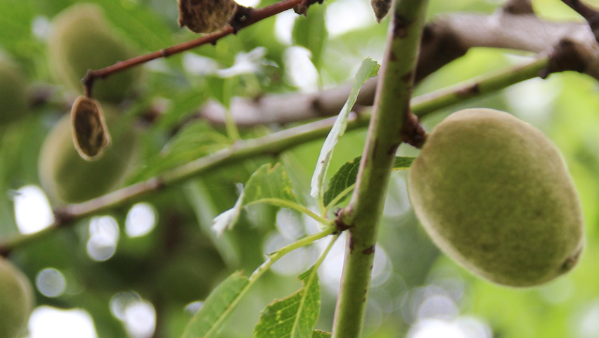 Prunus dulcis owoce