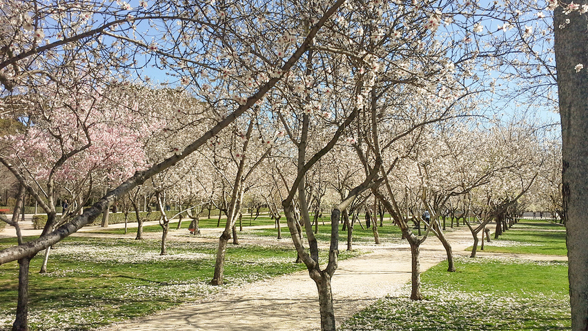Prunus dulcis półpienne