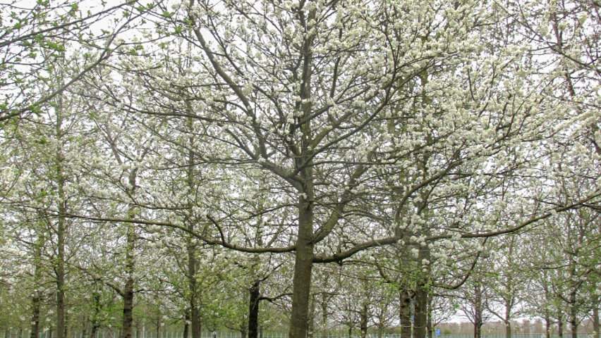 Prunus dulcis pienne