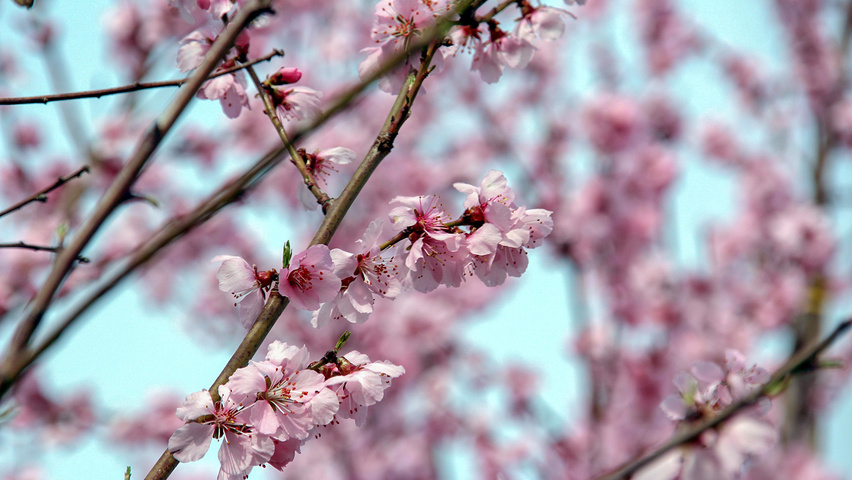 Prunus dulcis 'Robijn' kwiaty