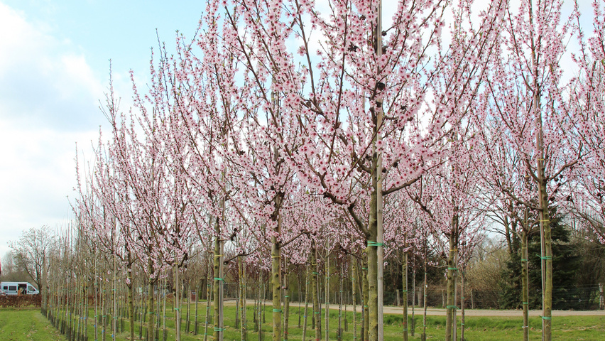 Prunus dulcis 'Robijn' pienne