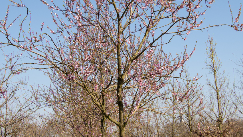 Prunus dulcis 'Robijn' pienne