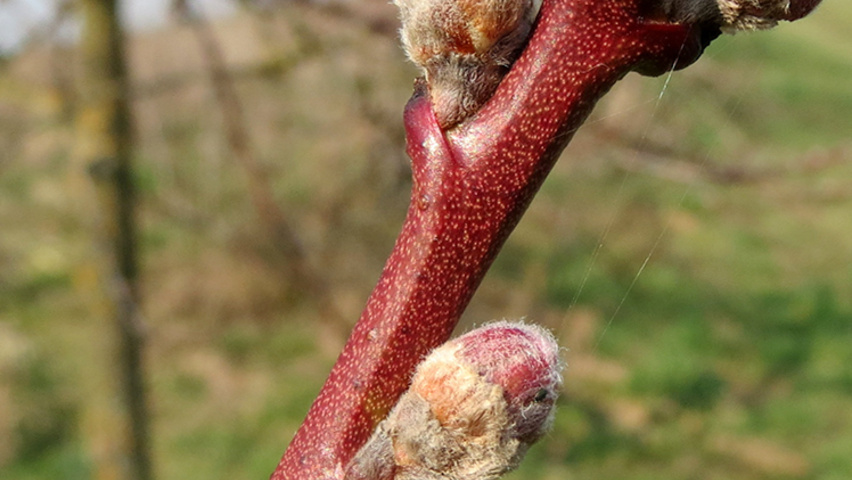 Prunus dulcis pędy