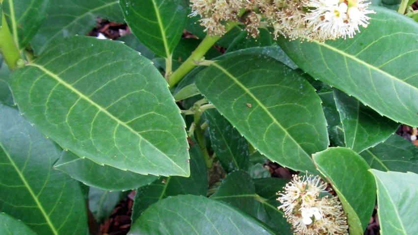 Prunus laurocerasus 'Anbri' bloem