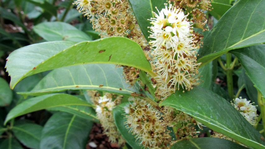 Prunus laurocerasus 'Anbri' bloem