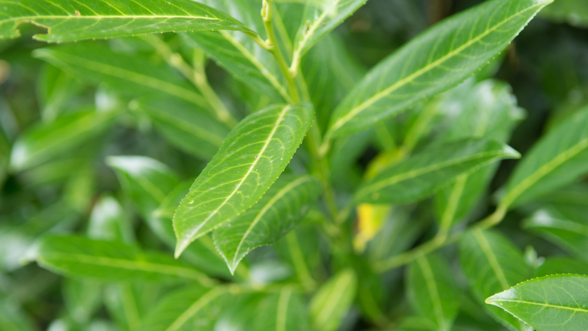 Prunus laurocerasus 'Caucasica' leaves